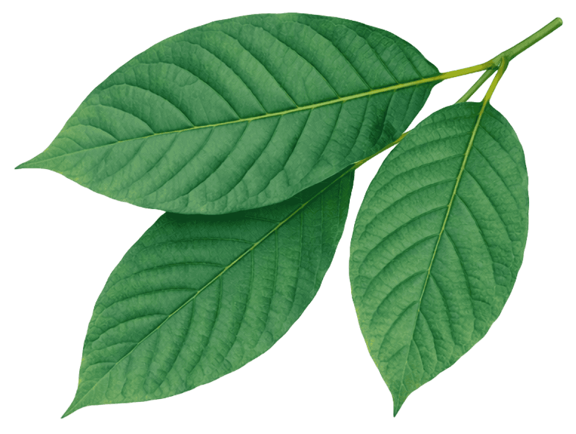 Kratom Flower