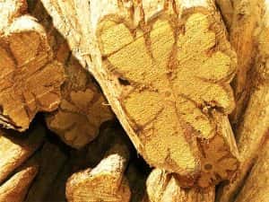 Banisteriopsis caapi: Prastará liána se zajímavými účinky