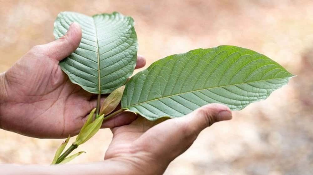 White Elephant crushed kratom leaf from VivaDzen