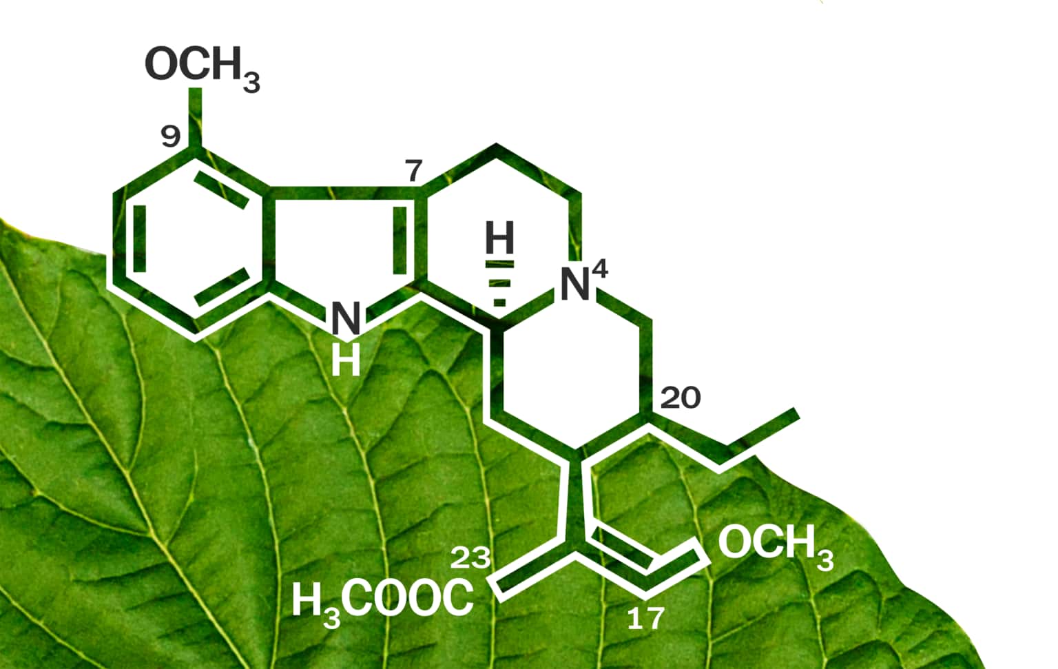 What is kratom?