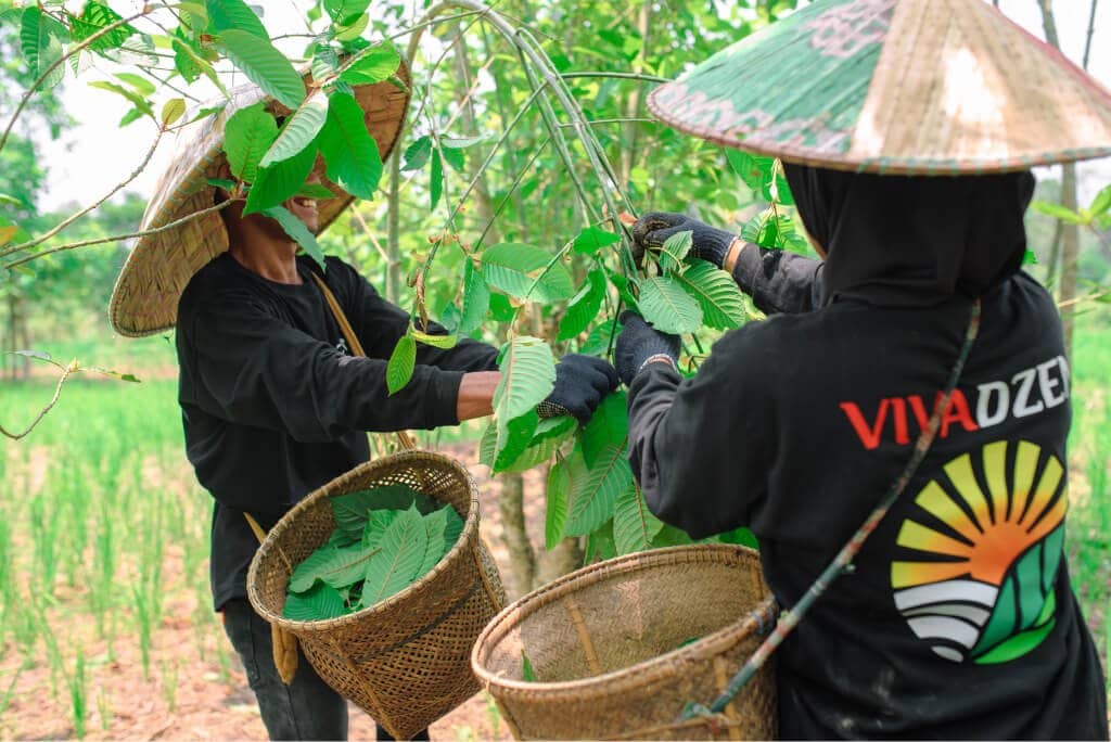 Laboratory testing at VivaDzen