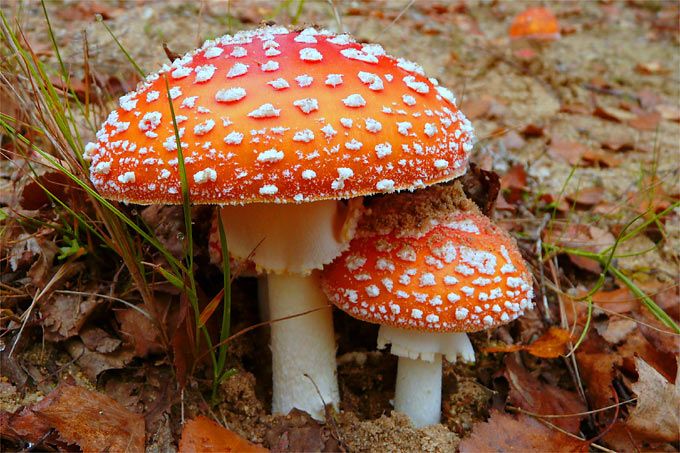 Мухоморы и микродозинг