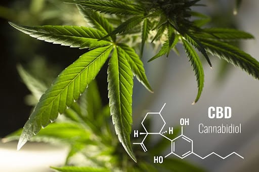 CBD: the journey of hemp from textile plant to wellness industry