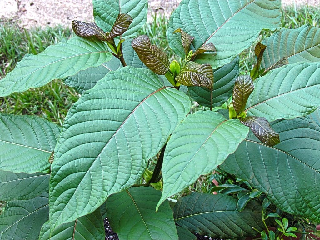 How to buy high-quality kratom and how to recognize a good seller