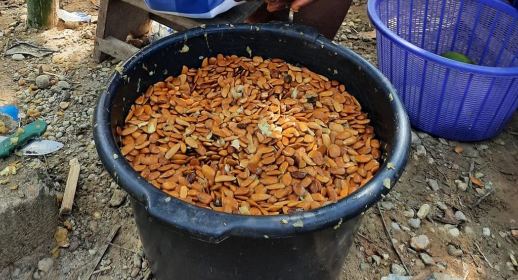 The African plant Akuamma impresses with its effects