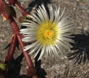 Канна (Sceletium tortosum) – африканський помічник