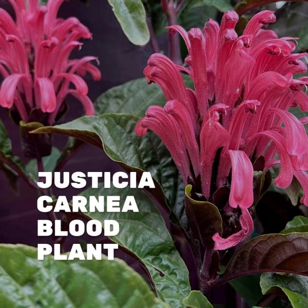 Máme pro vás dvě skvělé novinky, které rozhodně stojí za vyzkoušení!