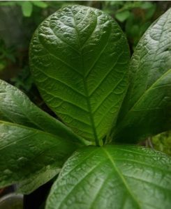 Rozdíly mezi Mitragyna Javanica, Mitragyna Hersuta a Mitragyna Speciosa