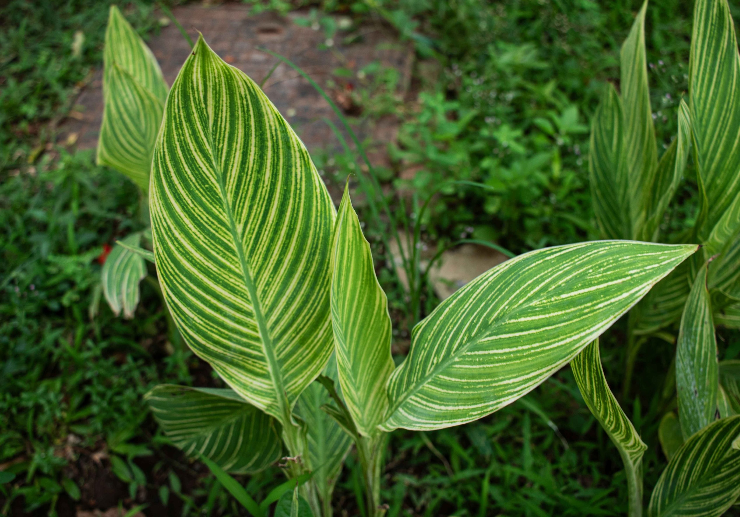 Origin and export of kratom 2025 – Why country and batch matter: Indonesia vs Thailand