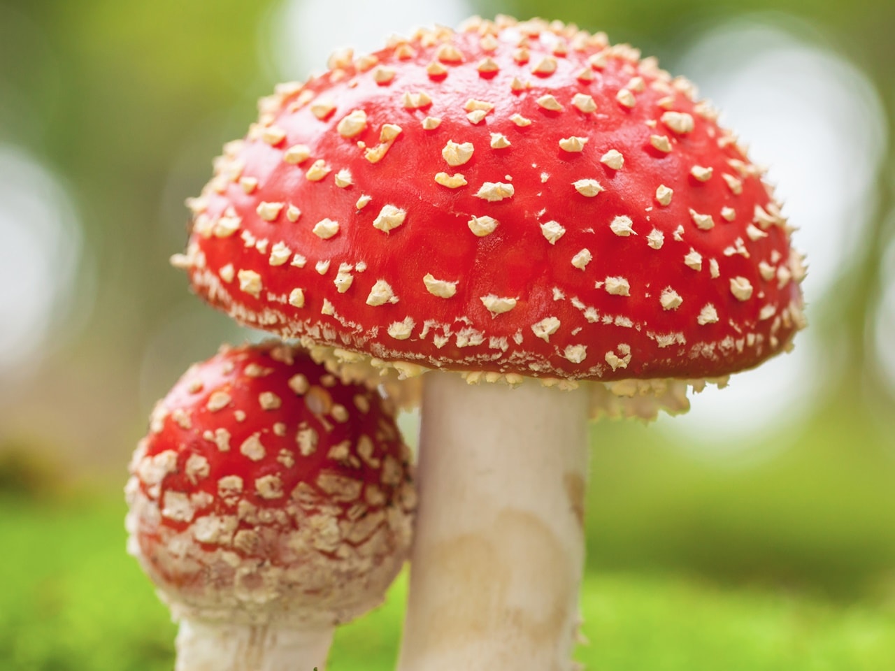 Мухомор красный (Amanita muscaria): волшебный гриб с многовековой историей