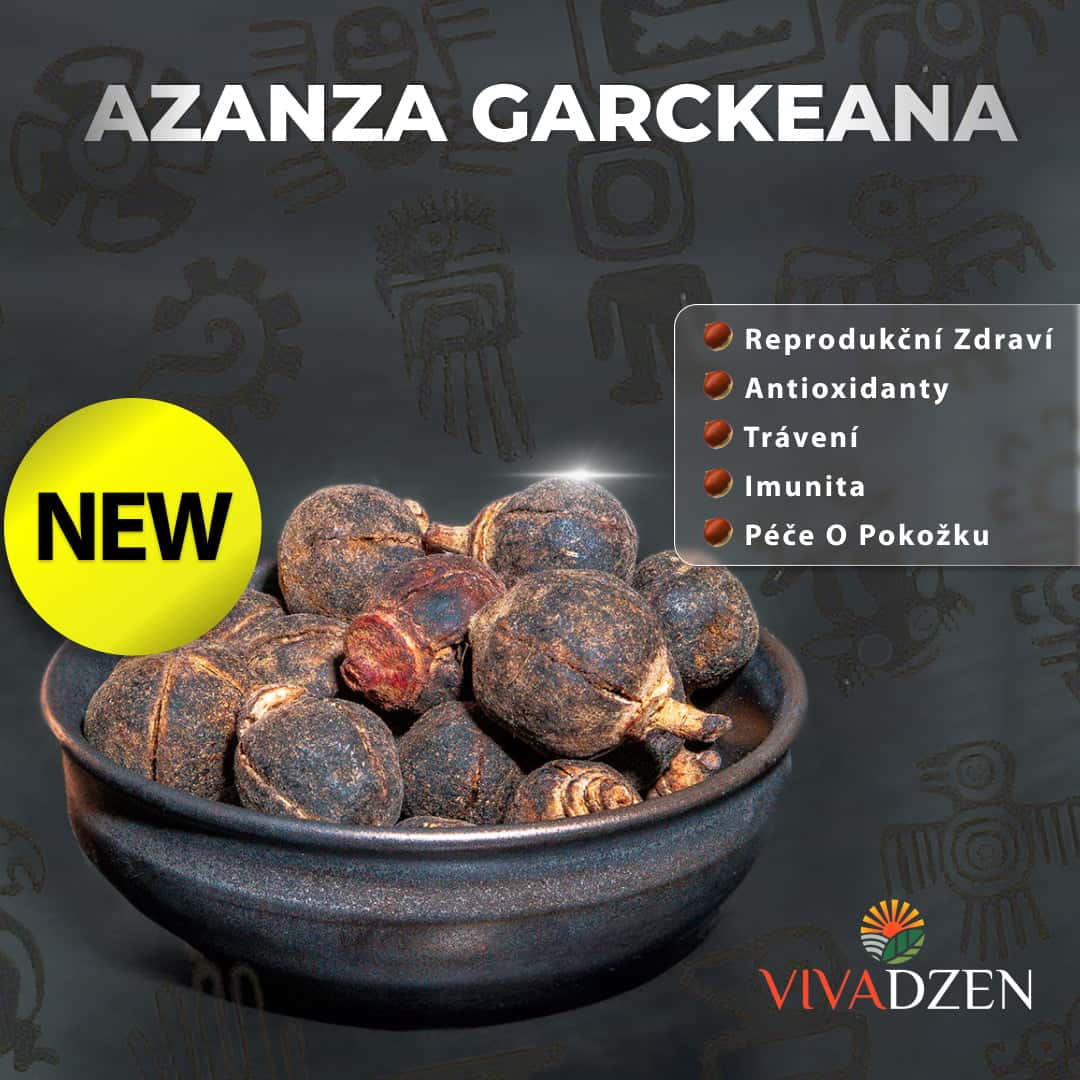 Azanza Garckeana (Goron Tula): Nový výrobek VivaDzen Azanza Garckeana (Goron Tula): Nový výrobek VivaDzen
