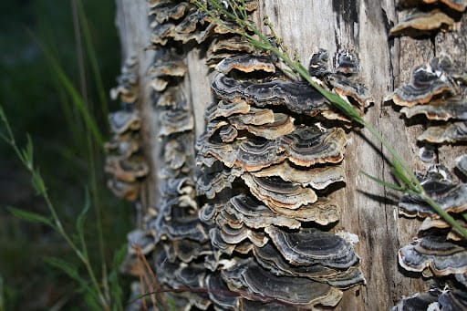 Léčivé houby: původ, účinky a na co si dát pozor Léčivé houby: původ, účinky a na co si dát pozor